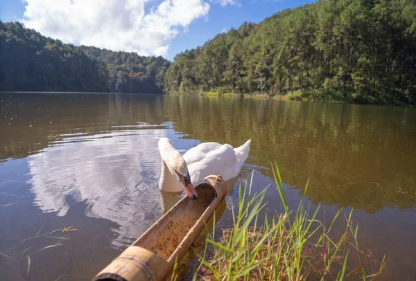 Weißer Schwan Oder Gans Mit Spiegelung Auf Teich Oder See — Stockfoto