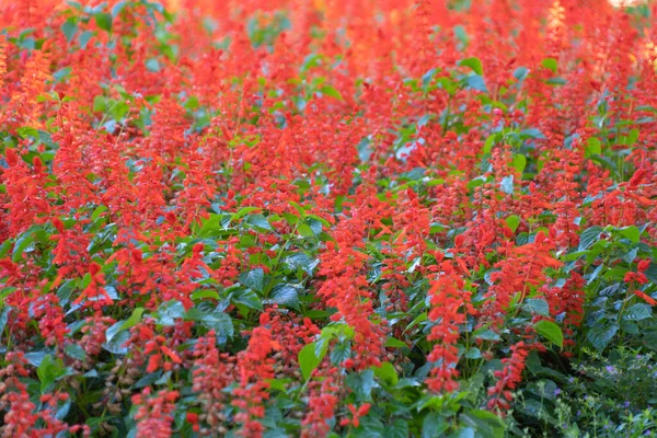 Ulusal Bahçe Parkında Kırmızı Çiçek Açan Batı Hint Yasemin Çiçekleri — Stok fotoğraf