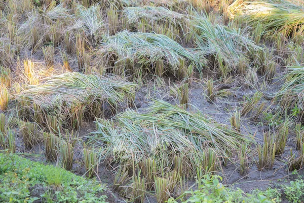 Trockenes Braunes Reis Und Getreidefeld Mit Grünem Berghügel Landwirtschaftlichen Konzept — Stockfoto