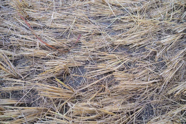 Droge Bruine Rijst Gewassen Veld Met Groene Berg Heuvel Landbouw — Stockfoto