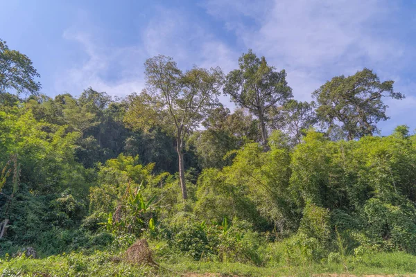 Buja Zöld Fák Trópusi Erdőben Sziklán Nemzeti Parkban Hegyi Dombon — Stock Fotó