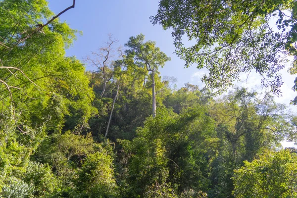 在泰国的德克 国家公园悬崖上的热带森林绿树成荫 夏季的山地小山 自然景观背景 — 图库照片