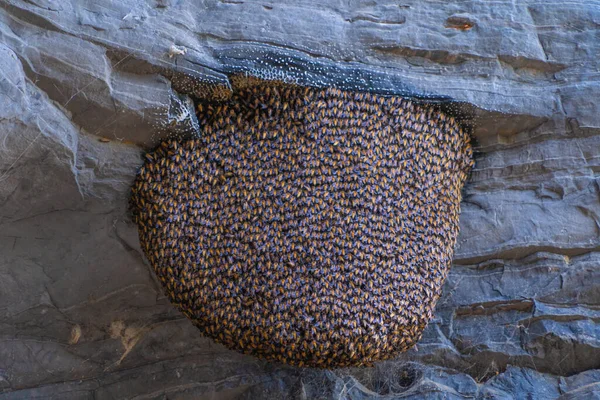 Μέλισσες Ζουν Κυψέλη Κηρήθρα Βελονιά Των Ρωγμών Βράχο Φυσικό Άγρια — Φωτογραφία Αρχείου