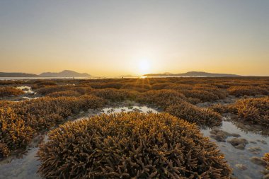 Mercan türlerinin kahverengi dalları. Tayland 'ın Phuket Adası' nda günbatımında okyanus suyundaki tropik resif dokunaçları. Deniz hayvanı..