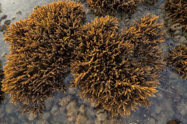 Mercan türlerinin kahverengi dalları. Tayland 'ın Phuket Adası' nda günbatımında okyanus suyundaki tropik resif dokunaçları. Deniz hayvanı..