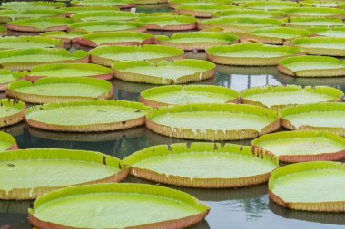 Bahçede ve gölette büyük nilüfer çiçekleri, Tayland, Phuket 'te göl. Rahatlama. Doğa manzarası arka planı.