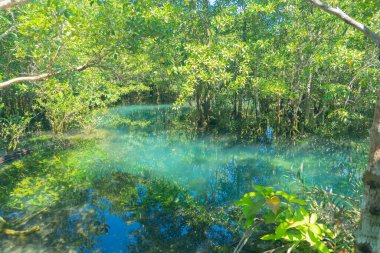 Deniz rezerv kanalı, Ulusal Park 'ta zümrüt kristal berrak göl su yüzeyi orman ağaçları kaynak ortamı, Tha Pom Klong Song Nam, Krabi. Doğa manzarası. Seyahat et. Nehirde suyun altında.