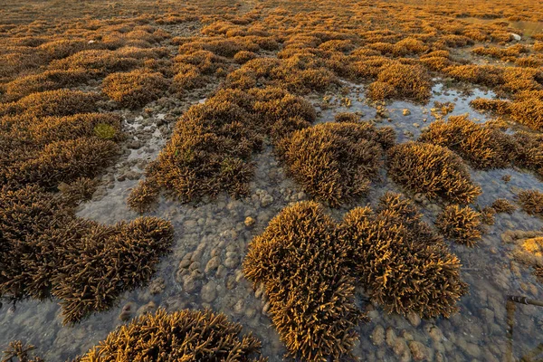 Rama Marrón Especies Coral Tentáculos Arrecife Tropical Agua Del Mar —  Fotos de Stock