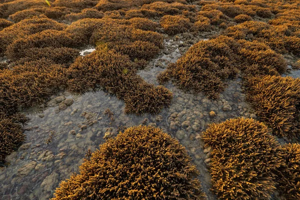 Bruine Tak Van Koraalsoorten Tropische Riftentakels Zeewater Bij Zonsondergang Phuket — Stockfoto