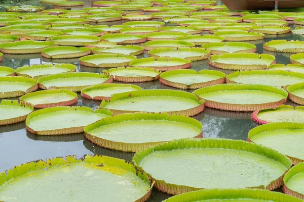 Große Lotusblumen Garten Und Teich See Phuket Thailand Entspannung Hintergrund — Stockfoto