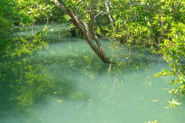 Tengeri Rezervátum Csatorna Smaragd Kristálytiszta Vízfelszín Nemzeti Park Erdők Erőforrás — Stock Fotó