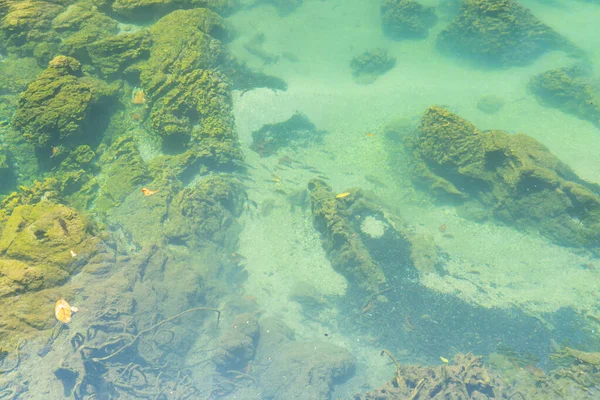 Marine Reserve Kanal Smaragdgrüne Kristallklare Wasseroberfläche Nationalpark Mit Waldbäumen Ressourcenumgebung — Stockfoto