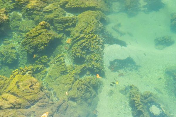 Marine Reserve Kanal Smaragdgrüne Kristallklare Wasseroberfläche Nationalpark Mit Waldbäumen Ressourcenumgebung — Stockfoto