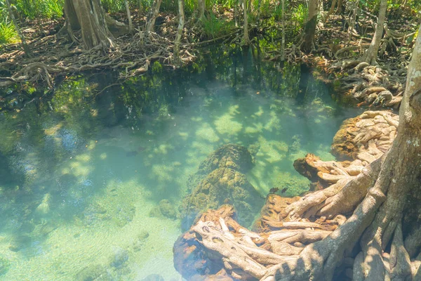 Tengeri Rezervátum Csatorna Smaragd Kristálytiszta Vízfelszín Nemzeti Park Erdők Erőforrás — Stock Fotó