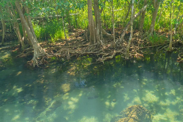 Deniz Rezerv Kanalı Ulusal Park Zümrüt Kristal Berrak Göl Yüzeyi — Stok fotoğraf