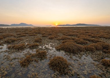 Mercan türlerinin kahverengi dalları. Tayland 'ın Phuket Adası' nda günbatımında okyanus suyundaki tropik resif dokunaçları. Deniz hayvanı..