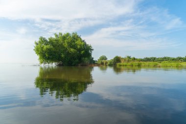 Thale Noi 'deki ağaçlar, Botanik Bahçesi, Old Paper Bark Ormanı, gölü, okyanusu veya nehri olan tropikal ormanlar ve Tayland' ın Phatthalung kentindeki ulusal parktaki yansımalar. Doğal manzara arka planı.