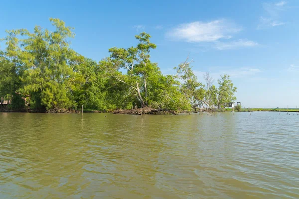 Bäume Thale Noi Botanischer Garten Old Paper Bark Forest Tropischer — Stockfoto