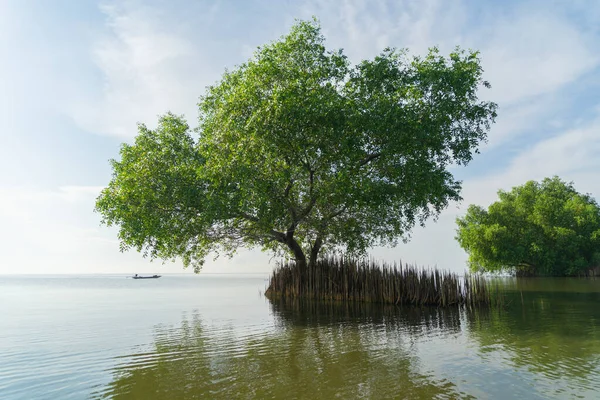 Bäume Thale Noi Botanischer Garten Old Paper Bark Forest Tropischer — Stockfoto