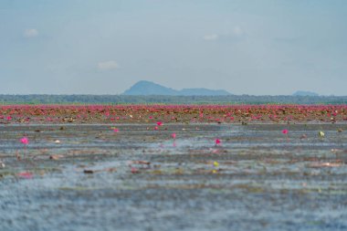 Thale Noi, Songkhla, Tayland 'daki ulusal parkta gölette, denizde veya gölde pembe nilüfer çiçekleri. Doğa manzarası arka planı.