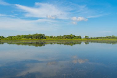 Thale Noi 'deki ağaçlar, Botanik Bahçesi, Old Paper Bark Ormanı, gölü, okyanusu veya nehri olan tropikal ormanlar ve Tayland' ın Phatthalung kentindeki ulusal parktaki yansımalar. Doğal manzara arka planı.