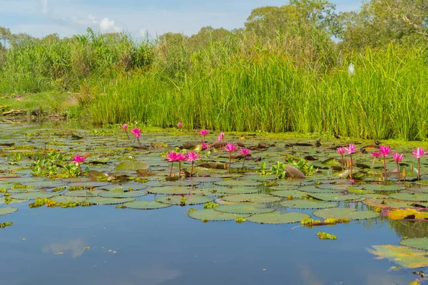 Flores Loto Rosado Estanque Mar Lago Parque Nacional Thale Noi —  Fotos de Stock