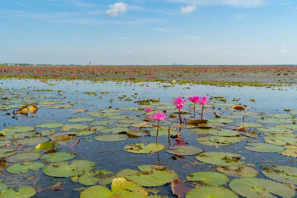 Rosa Lotusblüten Teich Meer Oder See Nationalpark Thale Noi Songkhla — Stockfoto