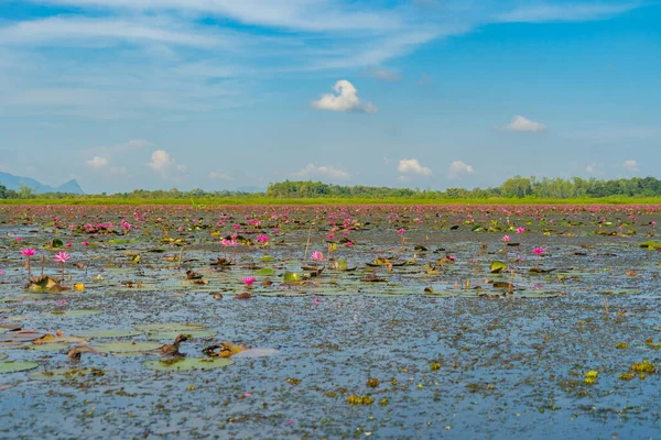 Roze Lotus Bloemen Vijver Zee Meer Nationaal Park Thale Noi — Stockfoto