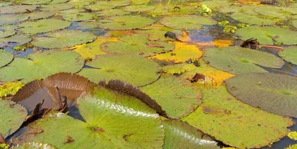 庭や池 プーケット タイの湖で大きな蓮の花 リラックス 自然景観の背景 — ストック写真