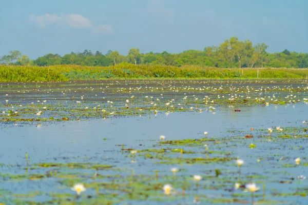 Weiße Lotusblüten Teich Meer Oder See Nationalpark Thale Noi Songkhla — Stockfoto