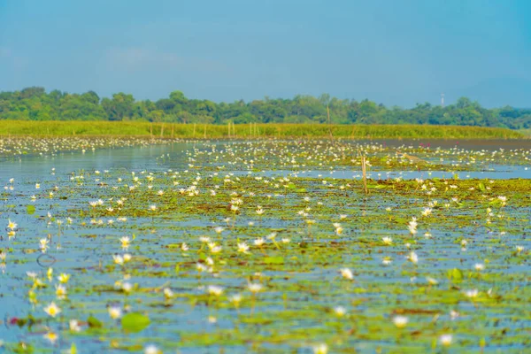 Weiße Lotusblüten Teich Meer Oder See Nationalpark Thale Noi Songkhla — Stockfoto