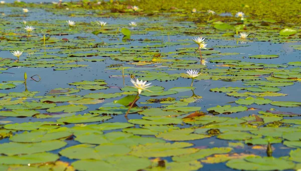 Weiße Lotusblüten Teich Meer Oder See Nationalpark Thale Noi Songkhla — Stockfoto