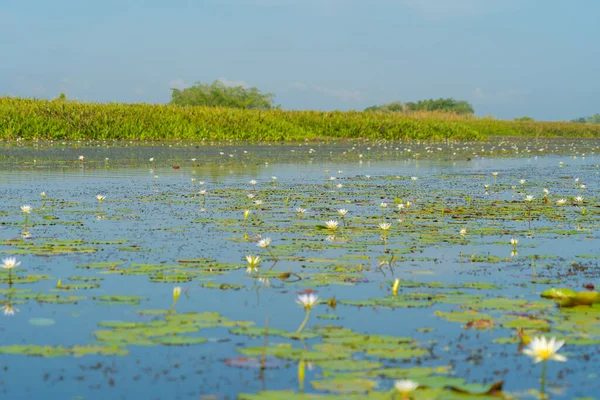 Weiße Lotusblüten Teich Meer Oder See Nationalpark Thale Noi Songkhla — Stockfoto