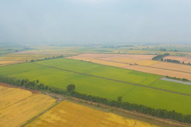 Taze çeltik pirincinin havadan görünüşü, Asya 'nın kırsal ya da kırsal kesimindeki yeşil tarım alanı. Doğa manzarası arka planı.