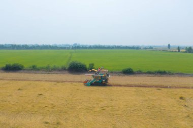 Kuru ya da olgun pirinç tarlalarında çalışan traktör pirinç arabasının havadan görünüşü, tarım üreticisi üretim hasadı. Doğa çevresi. Tayland 'da tarım endüstrisi.