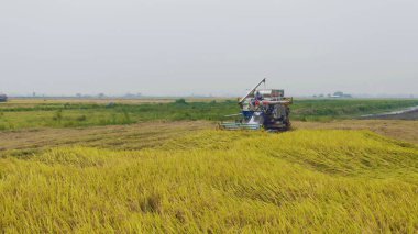 Kuru ya da olgun pirinç tarlalarında çalışan traktör pirinç arabasının havadan görünüşü, tarım üreticisi üretim hasadı. Doğa çevresi. Tayland 'da tarım endüstrisi.