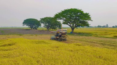Kuru ya da olgun pirinç tarlalarında çalışan traktör pirinç arabasının havadan görünüşü, tarım üreticisi üretim hasadı. Doğa çevresi. Tayland 'da tarım endüstrisi.