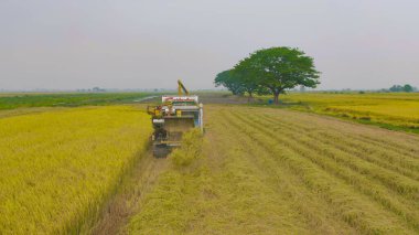 Kuru ya da olgun pirinç tarlalarında çalışan traktör pirinç arabasının havadan görünüşü, tarım üreticisi üretim hasadı. Doğa çevresi. Tayland 'da tarım endüstrisi.