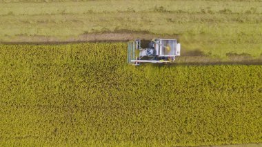 Kuru ya da olgun pirinç tarlalarında çalışan traktör pirinç arabasının havadan görünüşü, tarım üreticisi üretim hasadı. Doğa çevresi. Tayland 'da tarım endüstrisi.