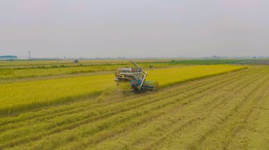 Kuru ya da olgun pirinç tarlalarında çalışan traktör pirinç arabasının havadan görünüşü, tarım üreticisi üretim hasadı. Doğa çevresi. Tayland 'da tarım endüstrisi.