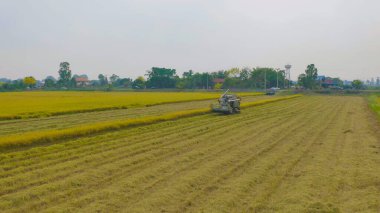 Kuru ya da olgun pirinç tarlalarında çalışan traktör pirinç arabasının havadan görünüşü, tarım üreticisi üretim hasadı. Doğa çevresi. Tayland 'da tarım endüstrisi.