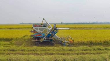 Kuru ya da olgun pirinç tarlalarında çalışan traktör pirinç arabasının havadan görünüşü, tarım üreticisi üretim hasadı. Doğa çevresi. Tayland 'da tarım endüstrisi.
