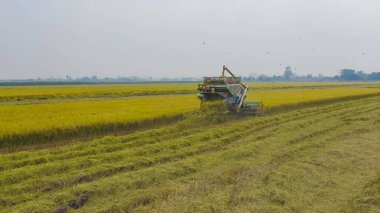 Kuru ya da olgun pirinç tarlalarında çalışan traktör pirinç arabasının havadan görünüşü, tarım üreticisi üretim hasadı. Doğa çevresi. Tayland 'da tarım endüstrisi.