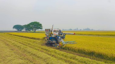 Kuru ya da olgun pirinç tarlalarında çalışan traktör pirinç arabasının havadan görünüşü, tarım üreticisi üretim hasadı. Doğa çevresi. Tayland 'da tarım endüstrisi.