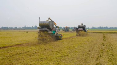 Kuru ya da olgun pirinç tarlalarında çalışan traktör pirinç arabasının havadan görünüşü, tarım üreticisi üretim hasadı. Doğa çevresi. Tayland 'da tarım endüstrisi.