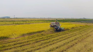 Kuru ya da olgun pirinç tarlalarında çalışan traktör pirinç arabasının havadan görünüşü, tarım üreticisi üretim hasadı. Doğa çevresi. Tayland 'da tarım endüstrisi.