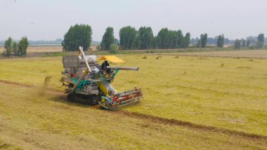 Kuru ya da olgun pirinç tarlalarında çalışan traktör pirinç arabasının havadan görünüşü, tarım üreticisi üretim hasadı. Doğa çevresi. Tayland 'da tarım endüstrisi.