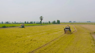 Kuru ya da olgun pirinç tarlalarında çalışan traktör pirinç arabasının havadan görünüşü, tarım üreticisi üretim hasadı. Doğa çevresi. Tayland 'da tarım endüstrisi.