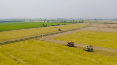 Kuru ya da olgun pirinç tarlalarında çalışan traktör pirinç arabasının havadan görünüşü, tarım üreticisi üretim hasadı. Doğa çevresi. Tayland 'da tarım endüstrisi.