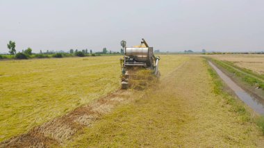 Kuru ya da olgun pirinç tarlalarında çalışan traktör pirinç arabasının havadan görünüşü, tarım üreticisi üretim hasadı. Doğa çevresi. Tayland 'da tarım endüstrisi.